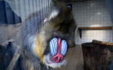 Mandrill (1).jpg